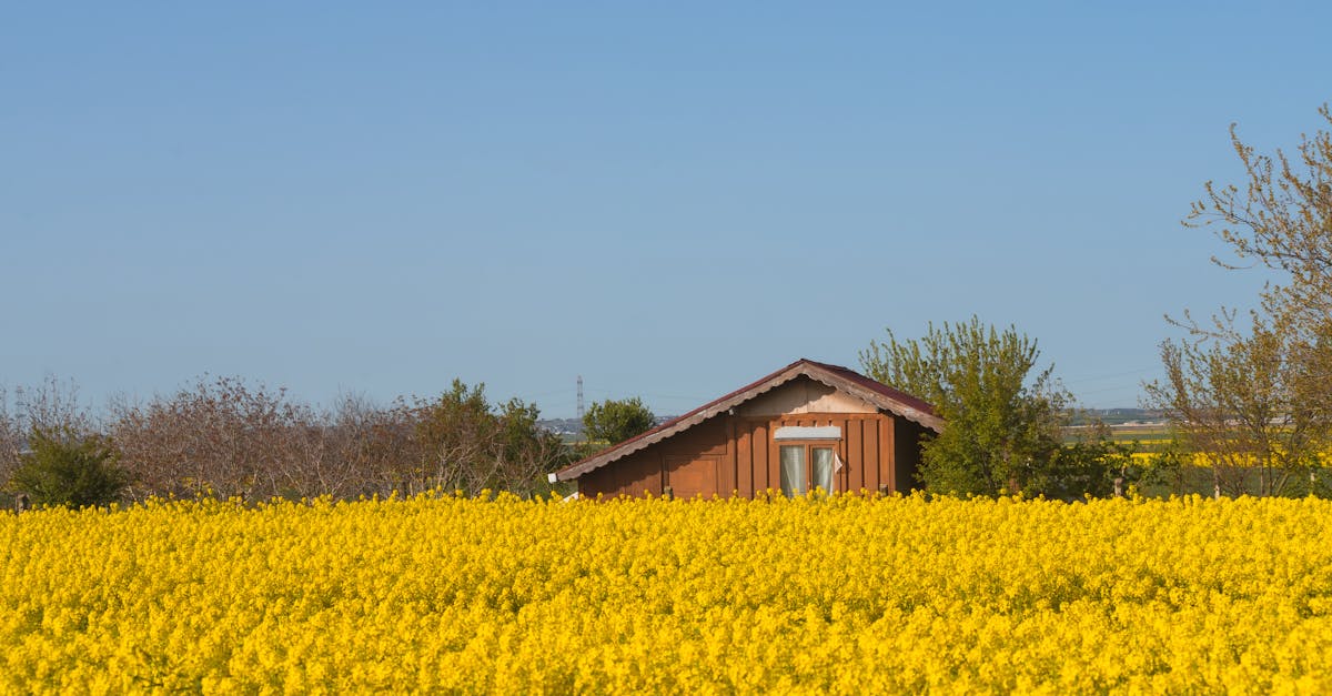 découvrez l'agriculture régénérative, une approche durable qui enrichit les sols, favorise la biodiversité et lutte contre le changement climatique. apprenez comment cette méthode transforme nos pratiques agricoles pour un avenir plus vert.