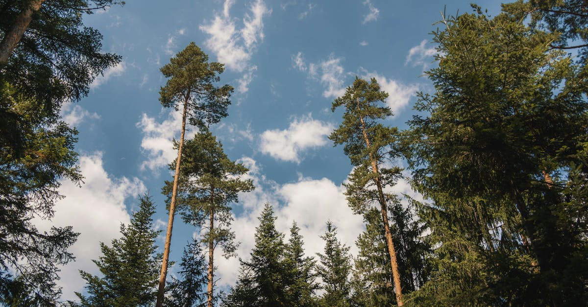 découvrez des plateformes durables qui allient innovation et respect de l'environnement. explorez comment ces solutions contribuent à un avenir plus vert tout en répondant aux besoins économiques et sociaux actuels.