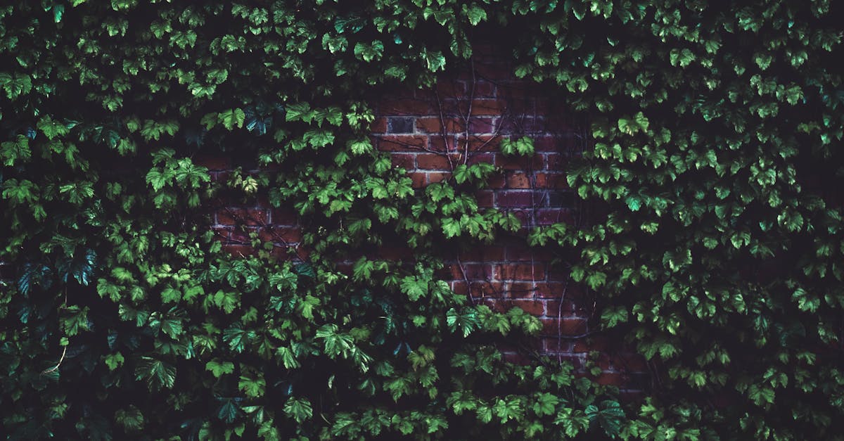 découvrez les enjeux de l'écologie urbaine, un domaine essentiel qui explore les interactions entre les écosystèmes et les milieux urbains. apprenez comment promouvoir des villes durables, améliorer la biodiversité et créer des espaces verts bénéfiques pour l'environnement et le bien-être des citadins.
