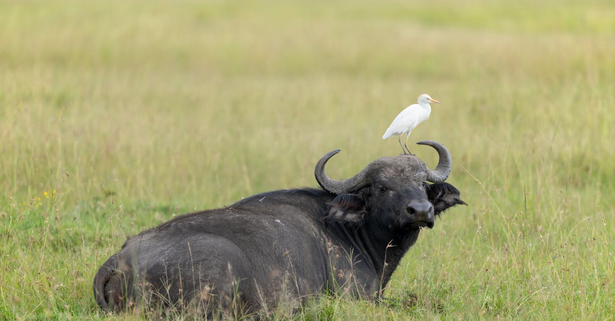 découvrez l'importance des zones protégées pour la conservation de la biodiversité et la préservation des écosystèmes. explorez les initiatives mondiales et locales visant à protéger ces espaces vitaux.