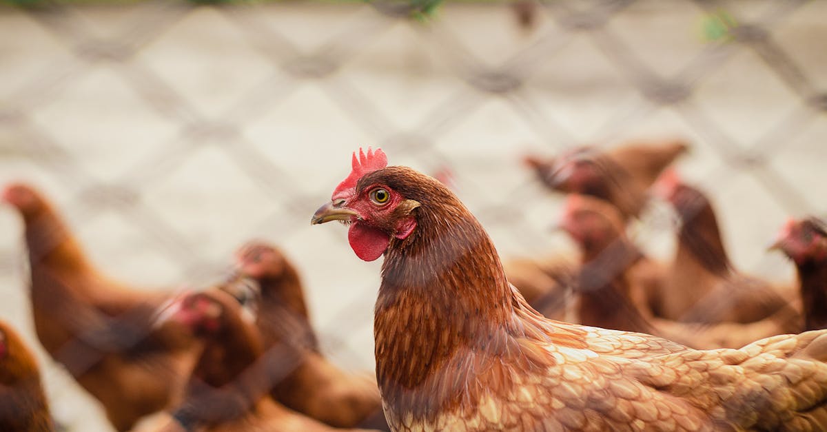 découvrez l'agriculture durable, une pratique essentielle pour protéger notre environnement tout en produisant des aliments de qualité. apprenez comment cette approche innovante contribue à la conservation des ressources, à la biodiversité et à la santé des écosystèmes.
