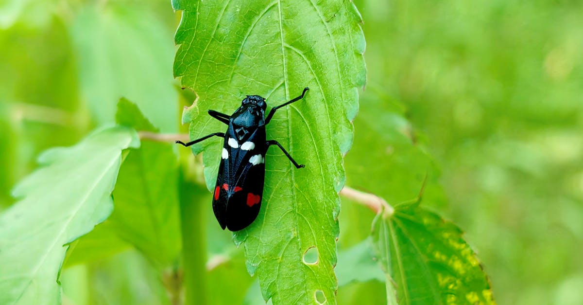 découvrez l'importance de la biodiversité pour notre planète, son rôle crucial dans les écosystèmes et son impact sur notre vie quotidienne. apprenez comment préserver cette richesse naturelle essentielle.