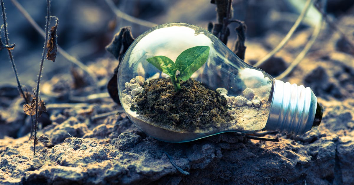 découvrez l'importance de la durabilité dans le monde moderne. explorez des pratiques écologiques, des innovations vertes et des solutions pour un avenir durable. engagez-vous pour la planète et participez à la préservation de notre environnement.