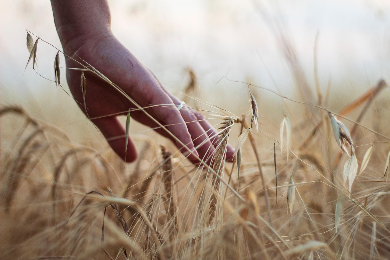 découvrez l'agriculture résiliente au climat : des pratiques innovantes pour protéger les cultures, préserver les ressources naturelles et assurer la sécurité alimentaire face aux changements climatiques.