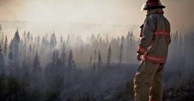 Protection des forêts : enjeux et solutions pour un avenir durable