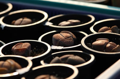 Comment réchauffer votre potager : créez une mini-serre DIY avec seulement 2 objets du quotidien