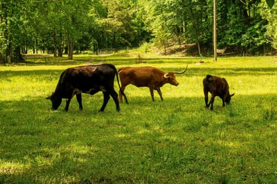 Les impacts sociaux d’un état des lieux carbone