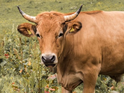 Agriclimate : bâtir une agriculture résiliente pour relever les défis du changement climatique