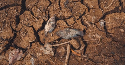Perte de biodiversité : Comprendre les enjeux et agir pour la planète