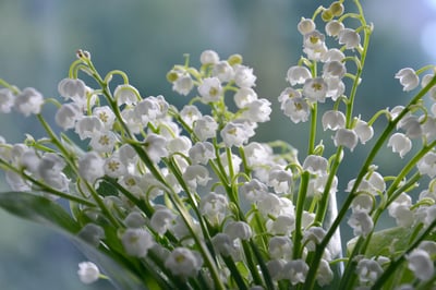 Muguet du 1er mai : comment un grossiste marnais préserve la tradition face aux défis du réchauffement climatique