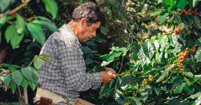 Cultures bio : Les bienfaits d’une agriculture durable pour l’environnement