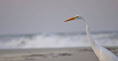 Protection de la faune : stratégies essentielles pour préserver notre biodiversité
