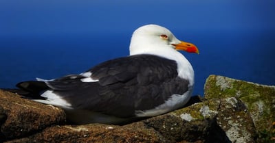 Écosystèmes : Comprendre leur importance pour la biodiversité et la durabilité