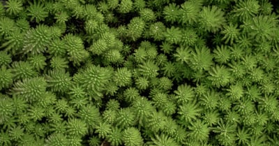 Droit à un environnement sain : pourquoi il est essentiel pour notre avenir