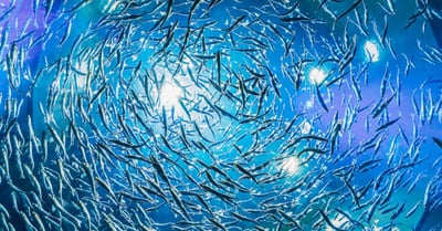 Biodiversité marine : enjeux et solutions pour préserver nos océans