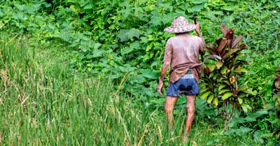 Filières écologiques : Comment promouvoir une agriculture durable et responsable