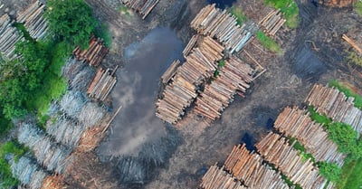 Déforestation : Comprendre les enjeux écologiques et sociaux